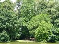 Martonvasar - kastelypark - lelegzo gyokeru fa